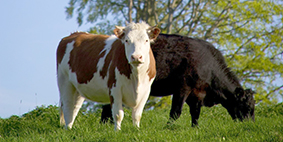 brown and black cow in field